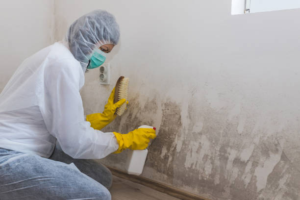 Best Office Mold Removal Services  in Ackerman, MS