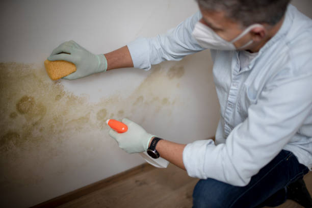 Best Toxic Mold Removal  in Ackerman, MS