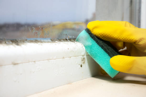 Best Black Mold Removal  in Ackerman, MS