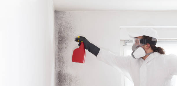 Best Same-Day Mold Removal  in Ackerman, MS