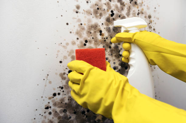 Best Certified Mold Removal  in Ackerman, MS