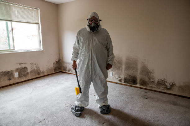 Best Affordable Mold Removal  in Ackerman, MS